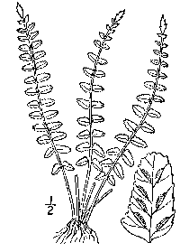 drawing of asplenium resiliens plant parts